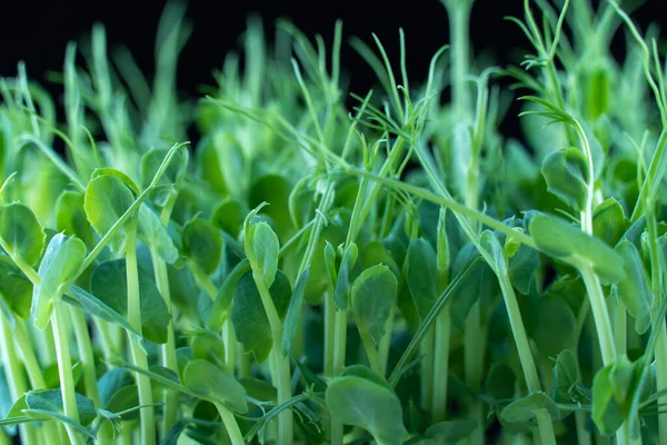 エンドウ豆のマイクログリーンの誕生は黒の背景で終わります 緑色のマイクロ植物のナスの発芽 コンテナで成長している若い芽 豆の茎の作物の種の発芽 健康的な栄養と有機食品 — ストック写真