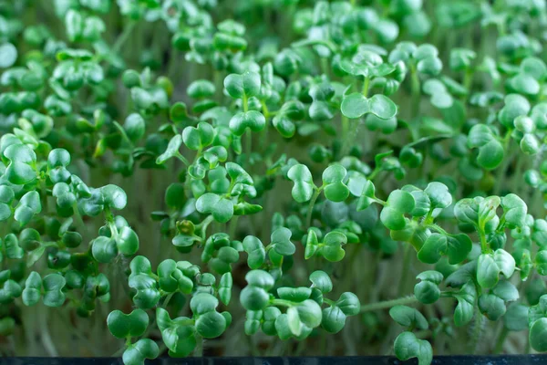 Mustard microgreens birth close up. Green plants sinapis alba germination top view. Juicy young sprouts grow in containers. Germination of mustard seeds. Healthy nutrition and organic food.