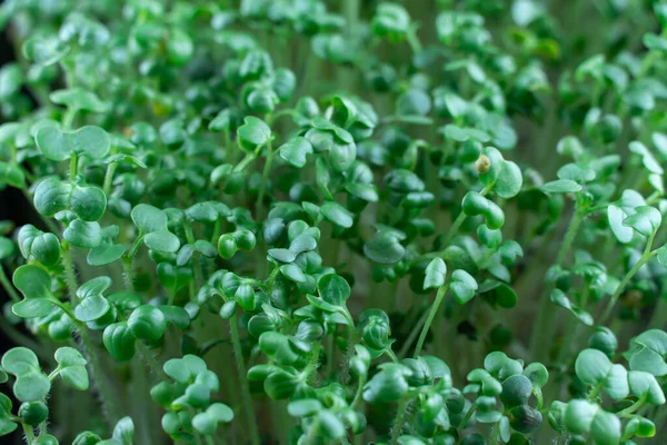 Mustard microgreens birth close up. Green plants sinapis alba germination top view. Juicy young sprouts grow in containers. Germination of mustard seeds. Healthy nutrition and organic food.