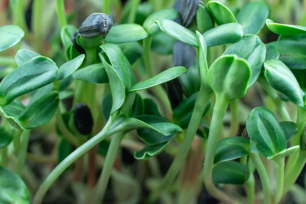 stock image Sunflower microgreens birth close up. Green micro plants helianthus germination. Juicy young sprouts growing in containers. Germination of cereal crop seeds. Healthy nutrition and organic food.