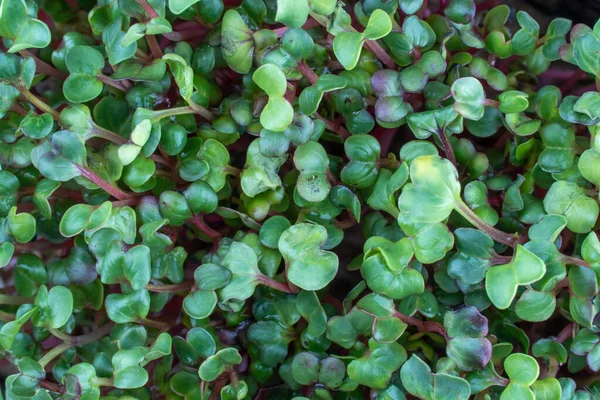 Ředkvička Microgreens Narození Top View Zelené Mikrorostliny Raphanus Sativus Klíčivost — Stock fotografie