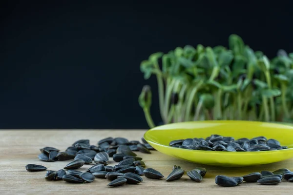 Still life black seeds sunflower in green plate on wooden platform. Microgreens grain plants helianthus grow birth on black background. Germination cereal crop. Healthy nutrition mineral organic food.