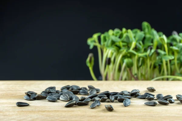 Group black seeds sunflower scattered close up on wooden platform. Microgreens grain plants helianthus grow birth on black background. Germination cereal crop. Healthy nutrition mineral organic food.