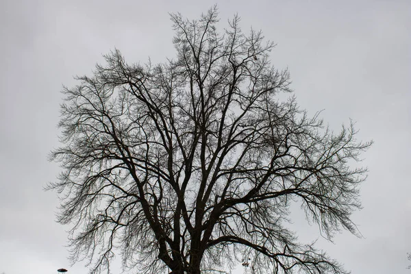 Vzory Tmavých Větví Stromů Šedá Obloha Pozadí Zimním Čase Přírodní — Stock fotografie