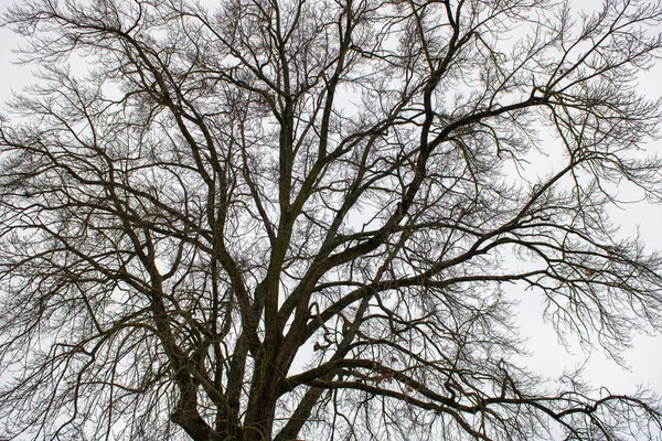 Візерунки Гілок Темного Дерева Тло Сірого Неба Зимовий Час Натуральні — стокове фото