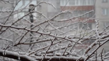 Soğuk bir kış gününde, yakın dallar. Ağaç dallarına ve caddelere beyaz kar düşüyor. Yumuşak kar taneleri düşüyor. Büyülü şehir manzarası. Soğuk hava ve kar yağışı. Kış Noel arkaplanı.