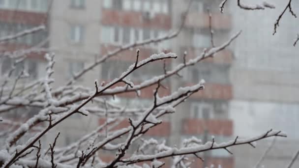 严寒冬日里的特写分枝 树枝上和街上下着白雪 飘飘欲仙的雪花飘落 神奇的城市景观 寒冷的天气和降雪 冬季圣诞节的背景 — 图库视频影像