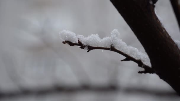 Крупним Планом Гілка Морозний Зимовий День Білий Сніг Спускається Деревах — стокове відео