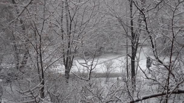 Волшебный Зимний Городской Пейзаж Белый Снег Падает Ветки Деревьев Улицу — стоковое видео