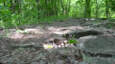 Kamera yüzeyde alçaktan hareket ediyor. Ağaç gövdeleri ve yeşil çimenler arasındaki sert doğa yolu. Yaprak döken ormanda ilerliyorum. Kayalık yolda yakınlaştır. Vahşi yaşam tarzı. Bitkilerin arasında yürü.