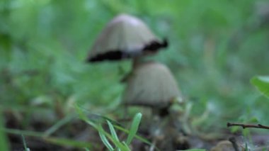 Kamera hareket ediyor ve yavaş yavaş yaprak döken ormandaki grup mürekkep mantarına odaklanıyor. Yeşil çimlerde yetişen ortak coprinopsis atramentaria. Mantar gübresi gri aile oprinus psathyrellaceae.