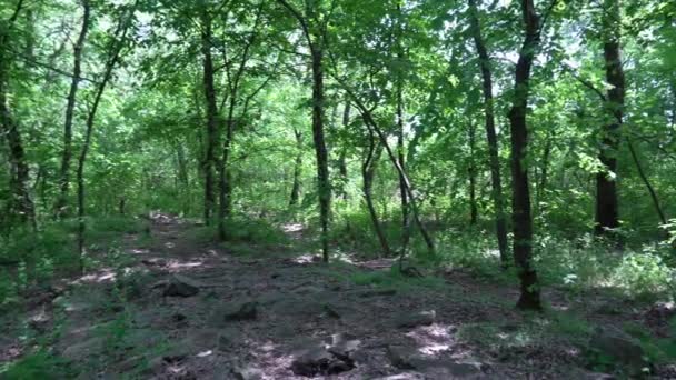 照相机在地面上方低旋转 在树干和绿草之间的粗糙的自然石路 在落叶森林中前进的道路 沿着岩石路放大 野生远足的生活方式 在植物间漫步 — 图库视频影像