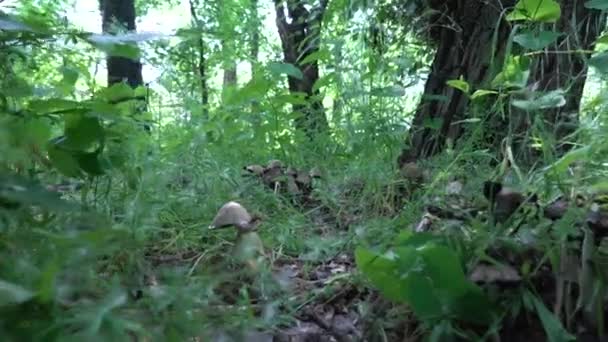 Camera Moves Low Surface Ground Group Ink Cap Mushroom Deciduous — Stock Video