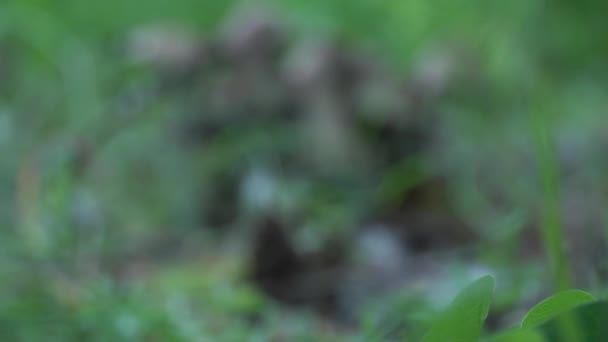 카메라의 움직임 점진적으로 낙엽수 숲에서의 버섯에 초점을 맞추고 수있는 Coprinopsis — 비디오