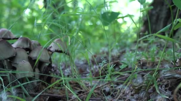 수림에서는 카메라 수있는 Coprinopsis Atramentaria 풀에서 자란다 Mushroom Manure Gray — 비디오
