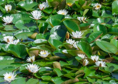 White water lily grows in clear pond. Group flowers lotus of blooming in lake. Nymphaea alba it has roots are long and floating wide green leaves. Blossom herbaceous aquatic plant of family nymphaeum.