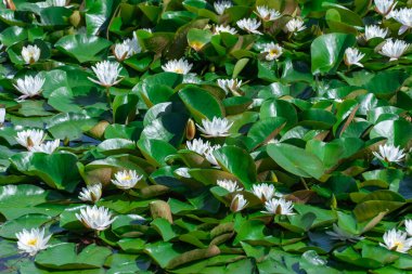 White water lily grows in clear pond. Group flowers lotus of blooming in lake. Nymphaea alba it has roots are long and floating wide green leaves. Blossom herbaceous aquatic plant of family nymphaeum.