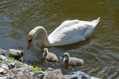 Wild mute swan family swim in lake in summer time. Happy animals female and two chick float in water. Mother bird cygnus olor care about a generation. Together fluffy swan babies look food in pond.