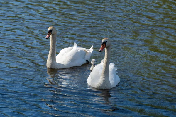 Wild mute swan family swim in lake in summer. Happy animals female, male and chick float in water. Bird cygnus olor forms lifelong monogamous pairs. Mother and father together care about a generation.