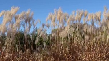 Beyaz otlar gökyüzü arka planında rüzgarda savruluyor. Lataderia selloana 'nın dikenleri büyüyor. Çiçek aranjmanı ve peyzaj tasarımında kullanılan tüylü panikler. Bitkisel tahıl türleri.