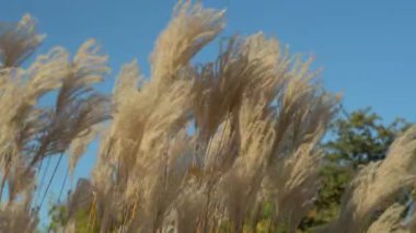 Beyaz otlar gökyüzü arka planında rüzgarda savruluyor. Lataderia selloana 'nın dikenleri büyüyor. Çiçek aranjmanı ve peyzaj tasarımında kullanılan tüylü panikler. Bitkisel tahıl türleri.