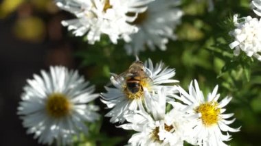 Arı, çalı makinesinin beyaz çiçeklerinde polen toplar. Çalı senfonisi dumozumundaki böcek tozlaşması. Sonbahar bahçesinde çiçek açan ebediyet bitkisi ailesi göktaşları. Beyaz paskalya çiçeğinin doğası..
