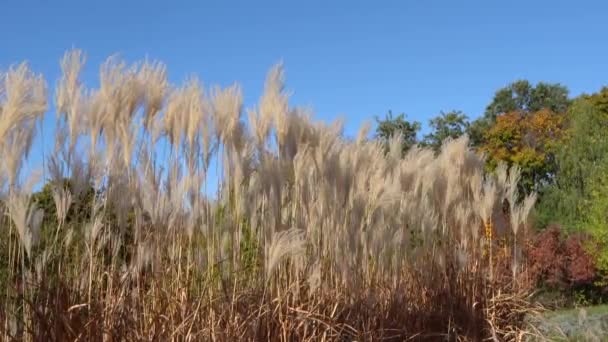 Weißes Pampasgras Wiegt Sich Wind Hintergrund Des Himmels Stacheln Von — Stockvideo