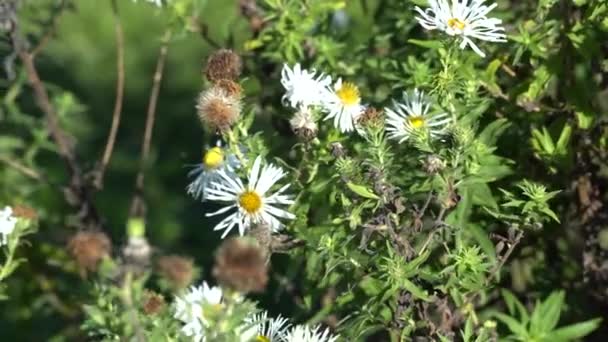 Papillon Recueille Pollen Sur Les Fleurs Blanches Aster Touffu Insect — Video