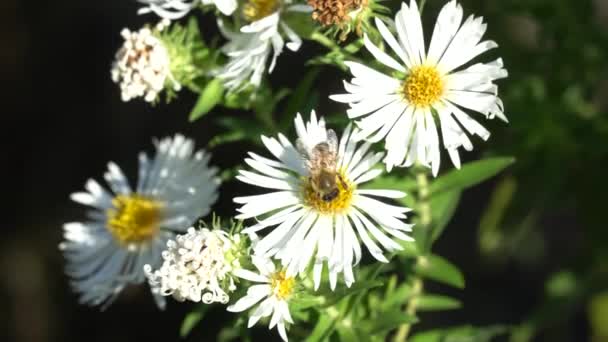 Abeille Recueille Pollen Sur Les Fleurs Blanches Aster Touffu Insect — Video