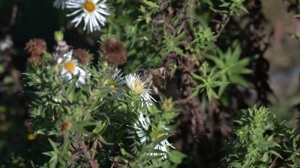 Papillon Recueille Pollen Sur Les Fleurs Blanches Aster Touffu Insect — Video