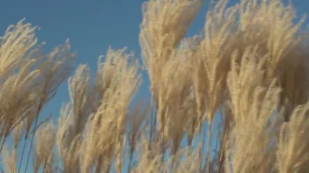 Weißes Pampasgras Wiegt Sich Wind Hintergrund Des Himmels Stacheln Von — Stockvideo