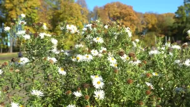 Fleurs Blanches Aster Touffu Balancent Sur Vent Plante Vivace Famille — Video
