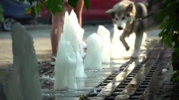 歩行者天国を歩く人々と犬 人と動物は街の通りで水の流れを楽しむ 暑い夏の日に涼しいスプラッシュをリフレッシュします カスケード新鮮な水のクローズアップ — ストック動画