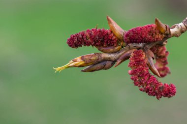 Bahar başlarında kavak çiçekleri kapanıyor. Ağaç dalında kırmızı kızılötesi ışınlar. Yeşil arka planda erkek catkins populus nigra. Kahverengi tomurcuklar güneşli bir günde çiçek açıp filizlenir. Kavak çiçekleri.