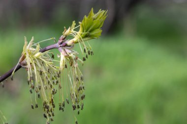 Amerikan akçaağacı ilkbaharın başlarında çiçek açar. Ağaç dalında kül bırakılmış akçaağaç dolguları. Yeşil arka planda uzun Catkins negundo. Kahverengi tomurcuklar güneşli bir günde açar ve filizlenir..