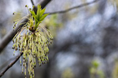 Amerikan akçaağacı ilkbaharın başlarında çiçek açar. Ağaç dalında kül bırakılmış akçaağaç dolguları. Mavi arka planda uzun Catkins Negundo 'su. Kahverengi tomurcuklar güneşli bir günde açar ve filizlenir..