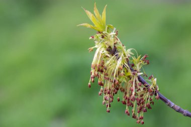 Amerikan akçaağacı ilkbaharın başlarında çiçek açar. Ağaç dalında kül bırakılmış akçaağaç dolguları. Yeşil arka planda uzun Catkins negundo. Kahverengi tomurcuklar güneşli bir günde açar ve filizlenir..