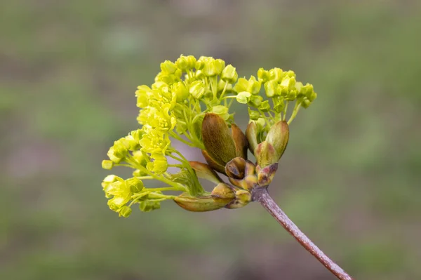 早春のもみじの一般的な花を閉じます 木の枝に黄色いカエデの花序 緑の背景に美しい花のプラタノイド 晴れた日には明るい芽が咲き発芽します — ストック写真