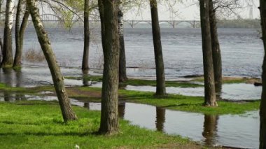 Bahar zamanı sel nehri. Şehirdeki nehir taşmış. Batık ağaçlarla dolu su dolu bir banka. Şişe kıyı şeridi akışı ve doğal afet. İklim değişikliği ve ekolojik sorun. Yüksek su seviyesi.