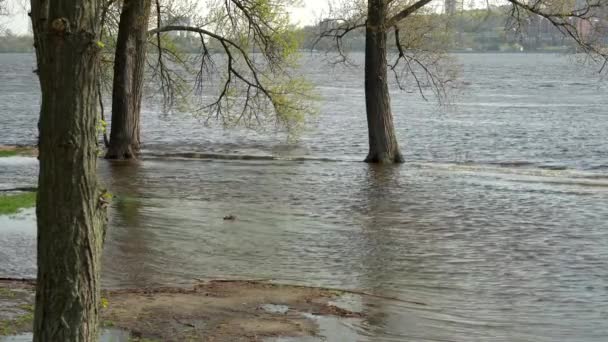 Наводнение Реке Весной Переполненный Берег Реки Городе Вода Заполнена Затонувшими — стоковое видео