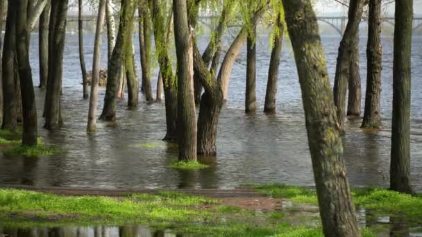 春には洪水の川 市内の川の土手が氾濫した 水底の木々で満たされた銀行 ボトリング海岸線の流れと自然災害 気候変動と生態学的問題 水位が高い — ストック動画