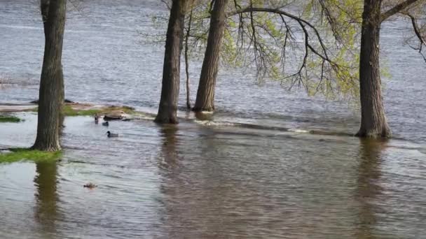 Rzeka Powodziowa Wiosnę Przepełniony Brzegiem Rzeki Mieście Bank Wypełniony Wodą — Wideo stockowe