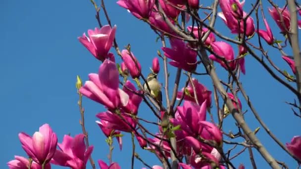 閉じるとマグノリアの花を咲かせます 春には落葉樹が紫色のピンクの蕾を咲かせます 青空を背景に 太陽の光に照らされた花びらが風に揺れる フランスの植物学者ピエール マグノールにちなんで名付けられた — ストック動画