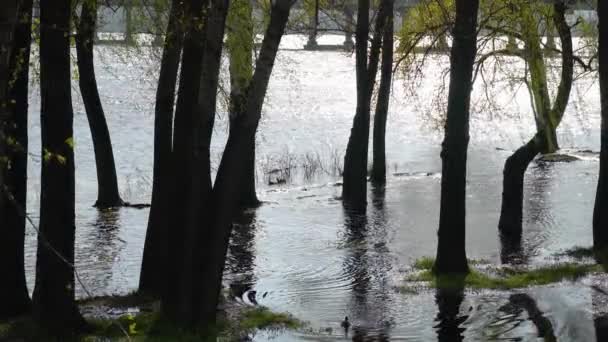 Потоплення Річки Весняний Час Переповнений Берег Річки Місті Вода Наповнила — стокове відео
