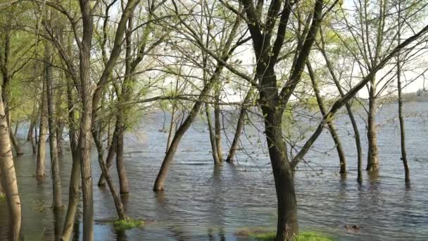Fiume Alluvione Primavera Riva Del Fiume Traboccava Città Banco Pieno — Video Stock