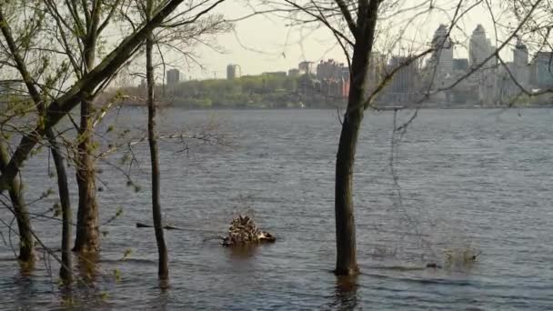 Rivier Overstroomt Het Voorjaar Overstroomde Rivieroever Stad Water Gevulde Bank — Stockvideo