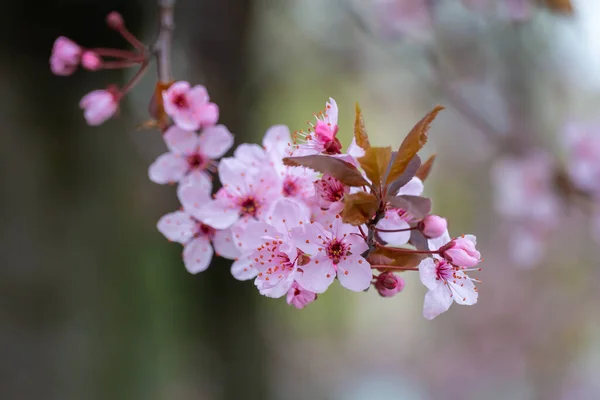 Bloemen Thai Sakura Bloeien Zonnige Dag Close Roze Thailandese Kersenknoppen — Stockfoto