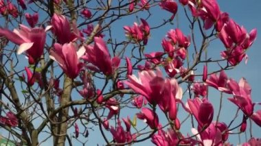 Manolya çiçekleri yaklaşıyor. Yaprak döken ağaçlar bahar zamanı mor pembe tomurcuklar açar. Güneş ışığındaki yumuşak yapraklar mavi gökyüzü arka planında rüzgarda sallanıyor. Adını Fransız botanikçi Pierre Magnol 'dan almıştır..