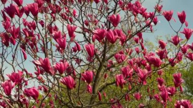Manolya çiçekleri yaklaşıyor. Yaprak döken ağaçlar bahar zamanı mor pembe tomurcuklar açar. Güneş ışığındaki yumuşak yapraklar mavi gökyüzü arka planında rüzgarda sallanıyor. Adını Fransız botanikçi Pierre Magnol 'dan almıştır..
