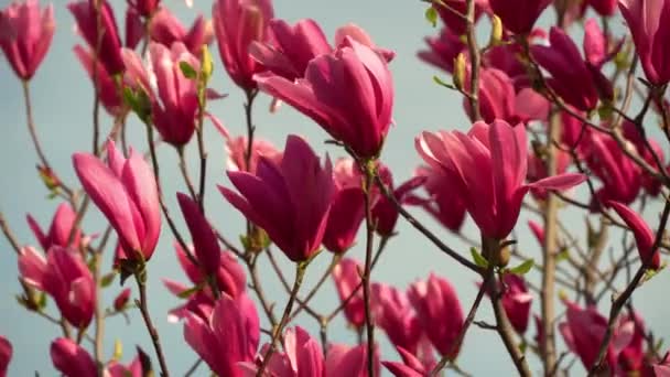매그놀리아 꽃들이 있습니다 낙엽수는 분홍빛 꽃봉오리를 피운다 배경에는 햇빛을 받으며 — 비디오